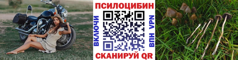 Псилоцибиновые грибы прущие грибы  дарнет шоп  Поворино 